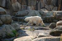 Imagine atasata: Zoo Berlin 0337.JPG